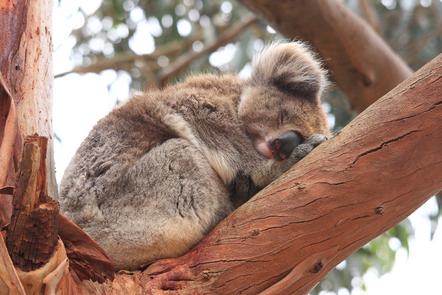 Schlafender Koala South Australia